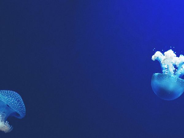 Bordering marine belonging: The meanings, mobilities and materialities of&nbsp;bioinvasion