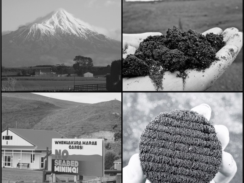 Kauri and the whale: Oceanic matter and meaning in New&nbsp;Zealand
