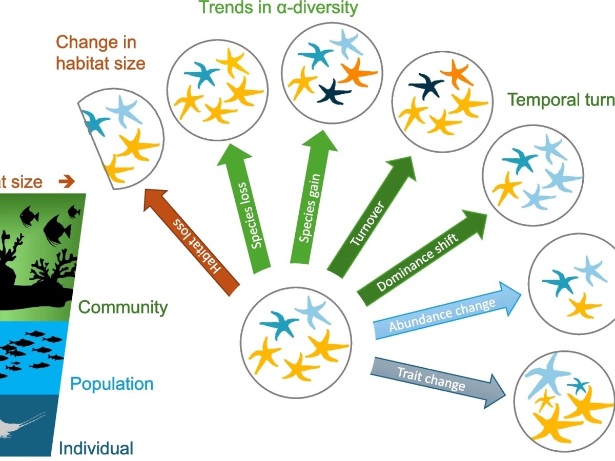 Towards a broader perspective on marine biodiversity&nbsp;change
