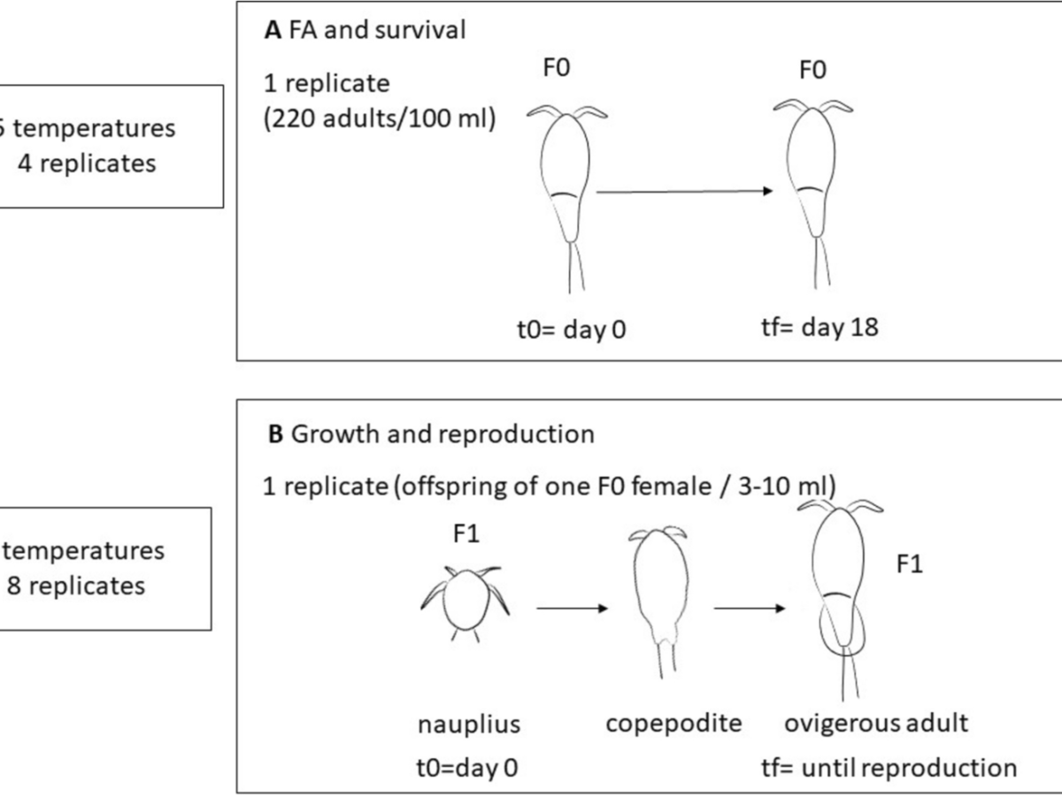 Temperature increase alters relative fatty acid composition and has negative effects on reproductive output of the benthic copepod Tachidius discipes (copepoda:&nbsp;Harpacticoida)