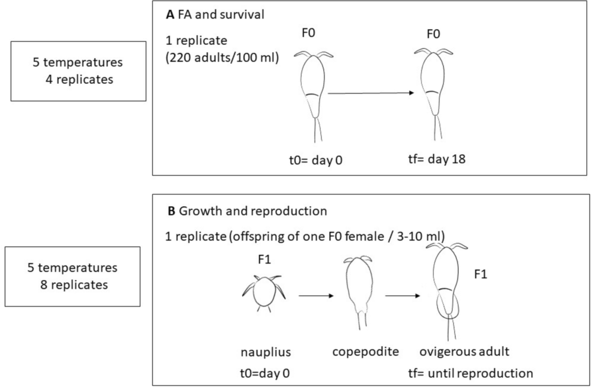 Temperature increase alters relative fatty acid composition and has negative effects on reproductive output of the benthic copepod Tachidius discipes (copepoda:&nbsp;Harpacticoida)