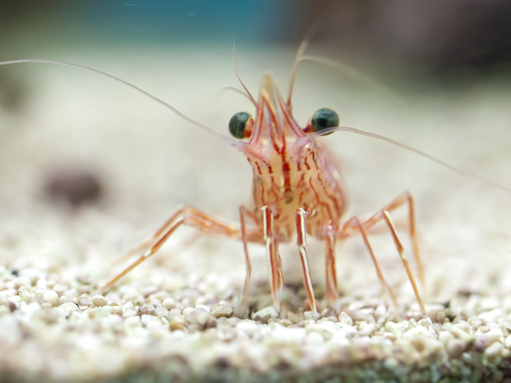 A tiny shrimp face